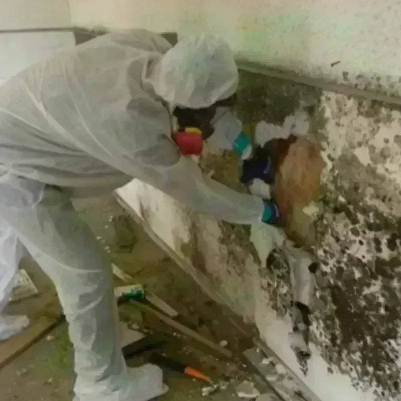 Mold Remediation and Removal in Big Horn County, MT